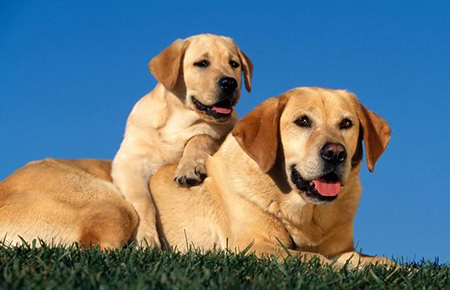 �ȵǲ���ʳƷ��ԭ�� �ð���Զ����̷ۺͶ�